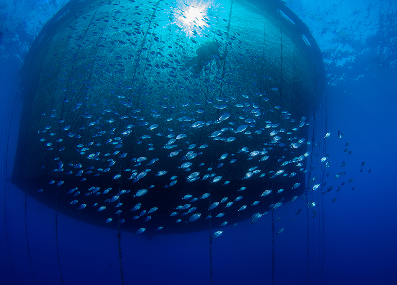 A large group of fishes trapped in a net