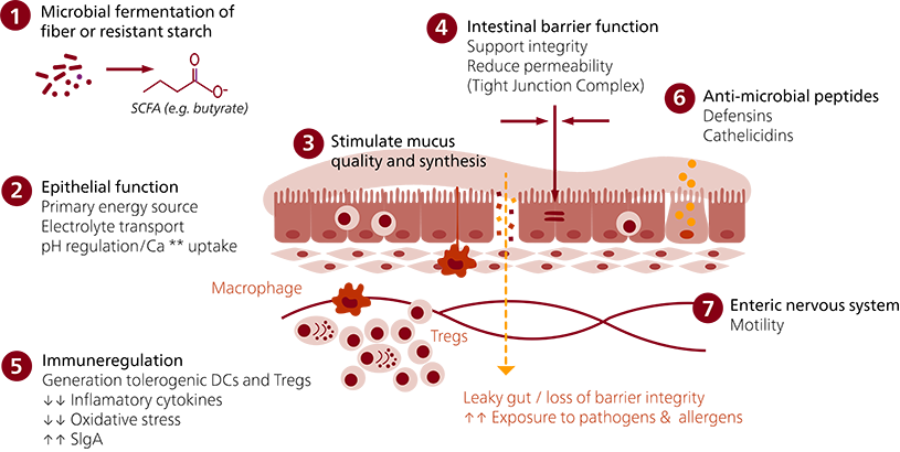 Figure 2: Positive influence of SCFA in the small intestines (Adapted from: Blaak et al, 2020)