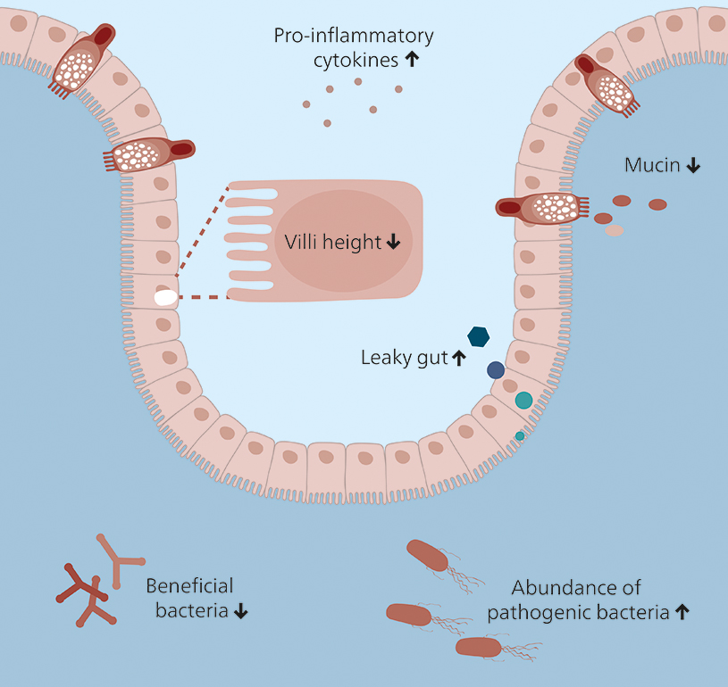 Figure 1: The damage of weaning stress on the intestinal barrier of piglets (Adapted from: Han et al., 2023)