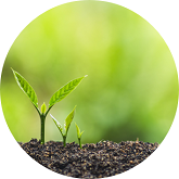 growing seed