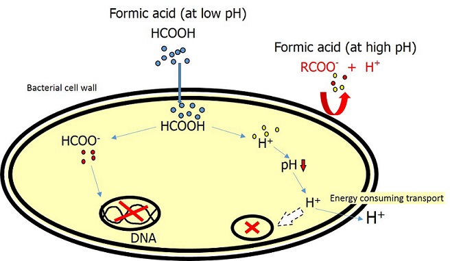 Formic deals acid ph