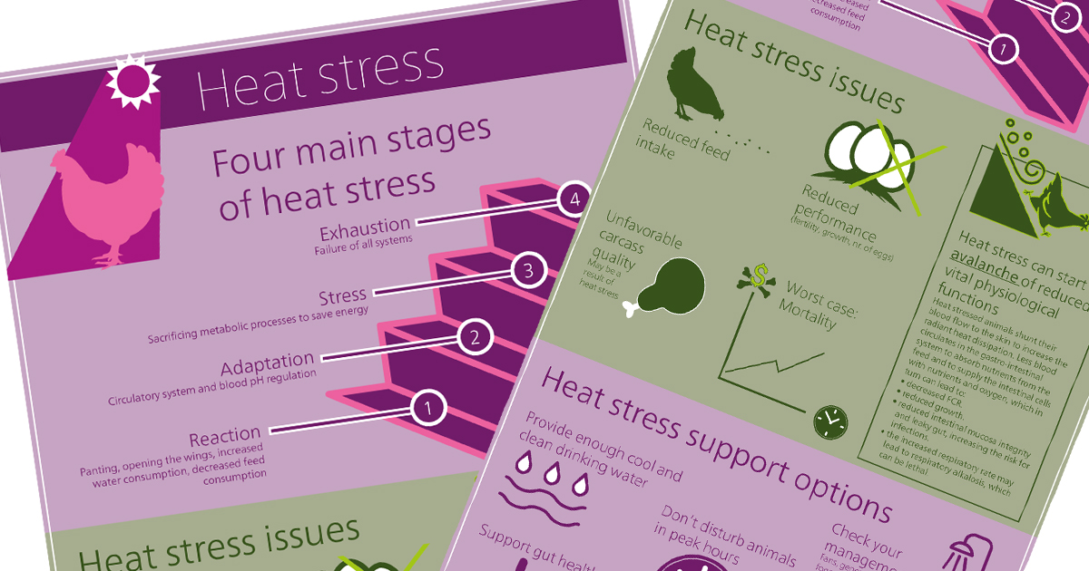 Heat Stress Infographic