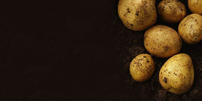  New Perstorp fertilizer solution shown to increase potato yield by up to 22 percent
