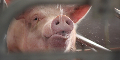  Support options for pigs experiencing heat stress