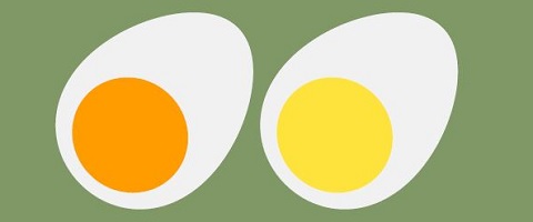  An egg’s life