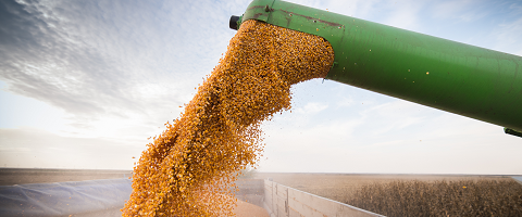  Molds and mycotoxins: prevention is key