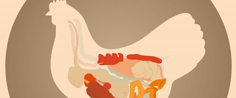  What is the gut?