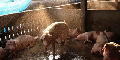  Heat stress problems in swine