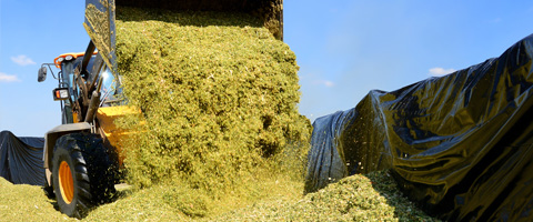  The impact of optimal silage quality