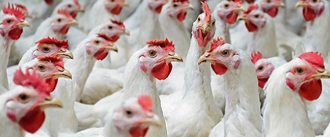  New molecule unveiled to improve poultry gut health